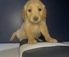 Golden Retriever Puppies Available
