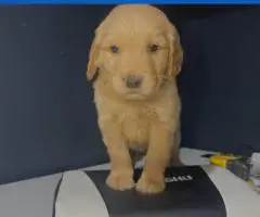 Golden Retriever Puppies Available