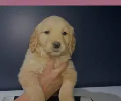 Golden Retriever Puppies Available