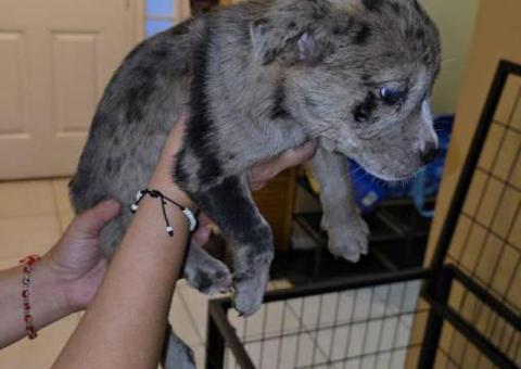 Bulldog Husky Mix puppies