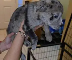 Bulldog Husky Mix puppies