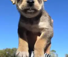 Bulldog Husky Mix puppies