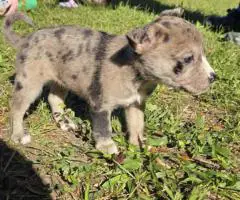 Bulldog Husky Mix puppies