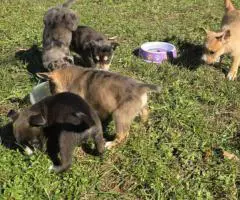 Bulldog Husky Mix puppies