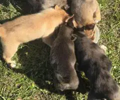 Bulldog Husky Mix puppies