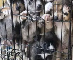 Bulldog Husky Mix puppies