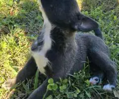 Bulldog Husky Mix puppies