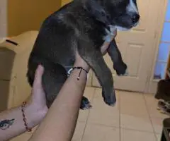 Bulldog Husky Mix puppies