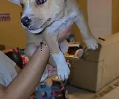 Bulldog Husky Mix puppies