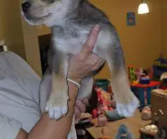 Bulldog Husky Mix puppies