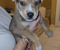 Bulldog Husky Mix puppies