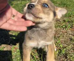 Bulldog Husky Mix puppies
