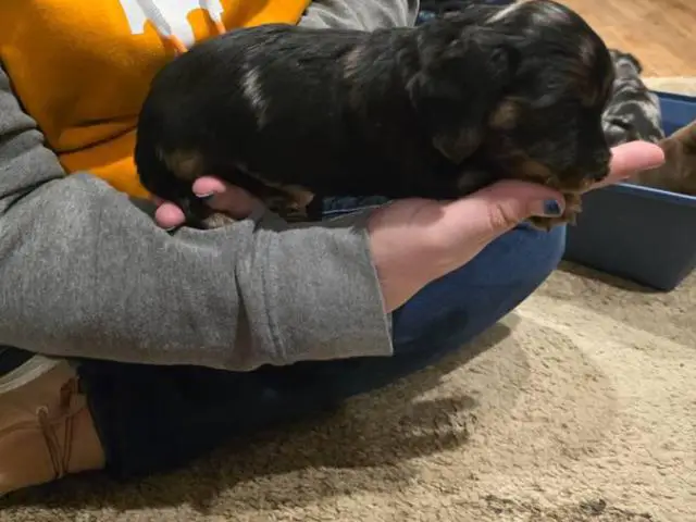 3 boy Dorkie puppies for sale