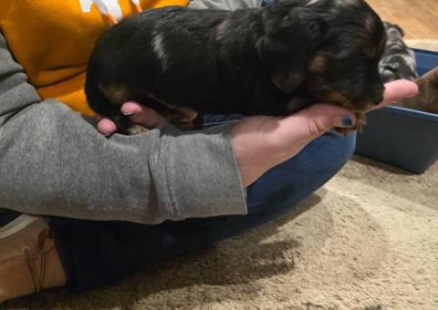3 boy Dorkie puppies for sale