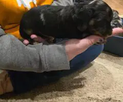 3 boy Dorkie puppies for sale