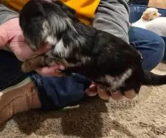 3 boy Dorkie puppies for sale