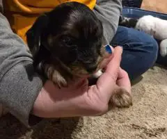 3 boy Dorkie puppies for sale