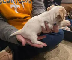 3 boy Dorkie puppies for sale