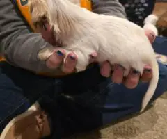 3 boy Dorkie puppies for sale