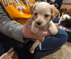 3 boy Dorkie puppies for sale