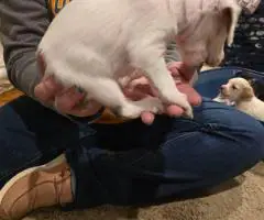 3 boy Dorkie puppies for sale