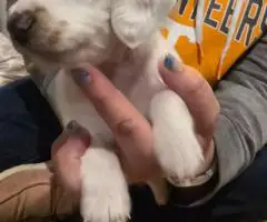 3 boy Dorkie puppies for sale