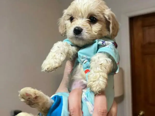 Cute Cavachon boy puppies for sale