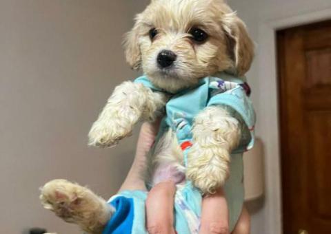 Cute Cavachon boy puppies for sale