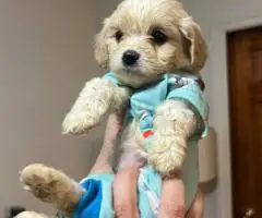 Cute Cavachon boy puppies for sale