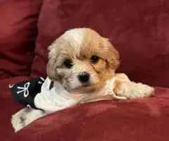 Cute Cavachon boy puppies for sale