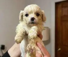 Cute Cavachon boy puppies for sale