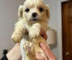 Cute Cavachon boy puppies for sale