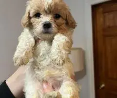 Cute Cavachon boy puppies for sale