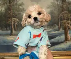 Cute Cavachon boy puppies for sale