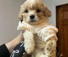 Cute Cavachon boy puppies for sale