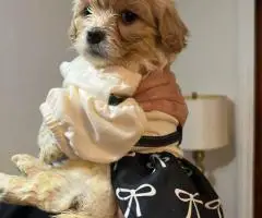 Cute Cavachon boy puppies for sale