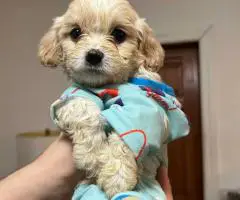 Cute Cavachon boy puppies for sale