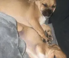 4 months old Jug puppies ready to go