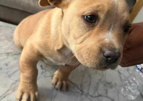 Chipin x American bully puppies for sale