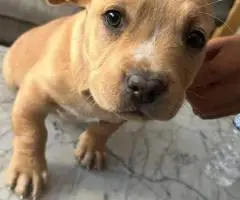 Chipin x American bully puppies for sale