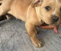 Chipin x American bully puppies for sale