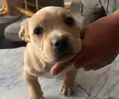 Chipin x American bully puppies for sale