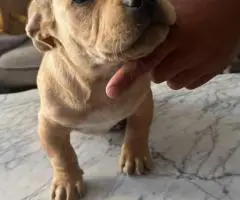 Chipin x American bully puppies for sale