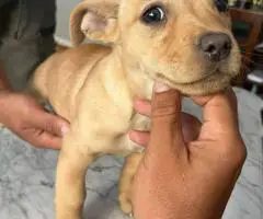 Chipin x American bully puppies for sale