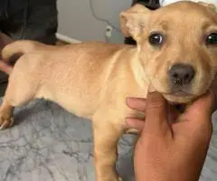 Chipin x American bully puppies for sale
