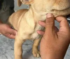 Chipin x American bully puppies for sale