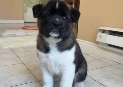 Stunning American Akita puppies for sale