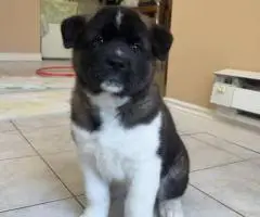 Stunning American Akita puppies for sale