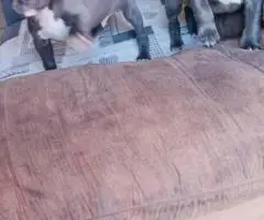 Puppies bluenose pitbull