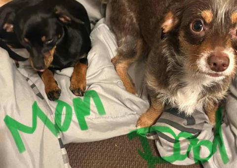 Chiweenie Yorkie mix puppies